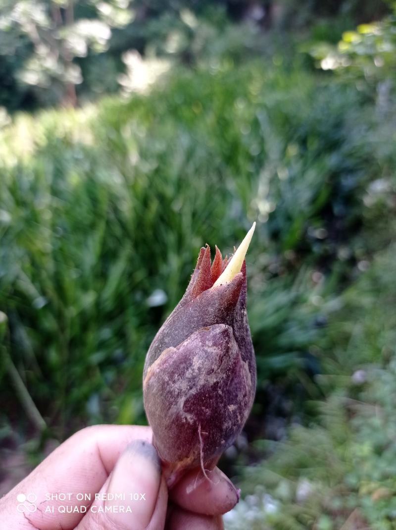 阳荷