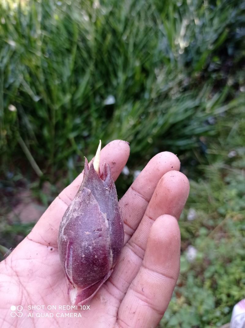 阳荷