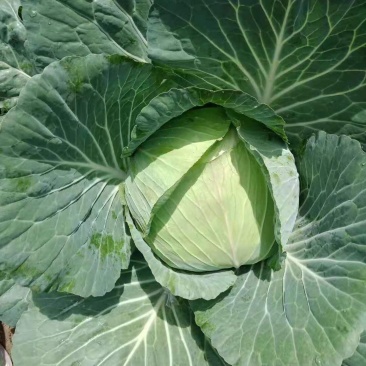 原产地各种包菜大量上市，欢迎各位老板订购