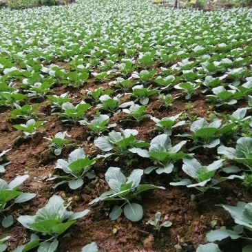 （原产地）各种包菜几千亩基地大量上市，欢迎各位老板订购，