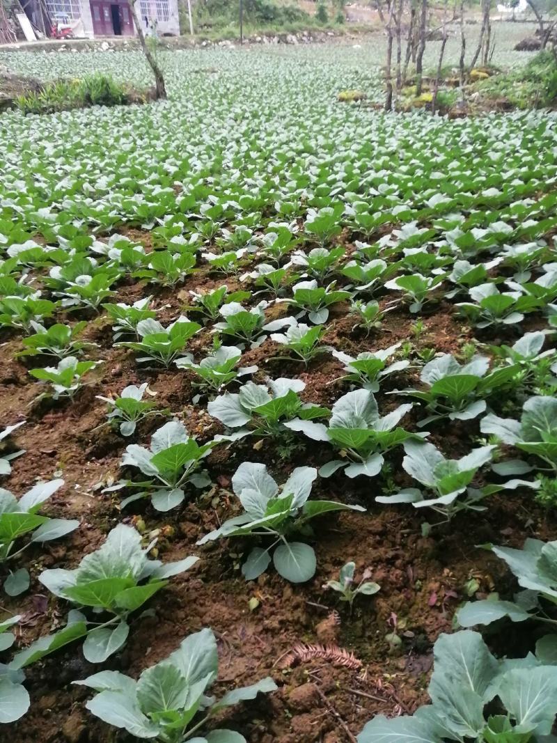 （原产地）各种包菜几千亩基地大量上市，欢迎各位老板订购，