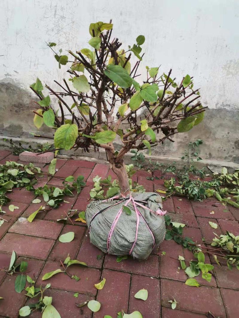 产地直发，金银花盆景老桩