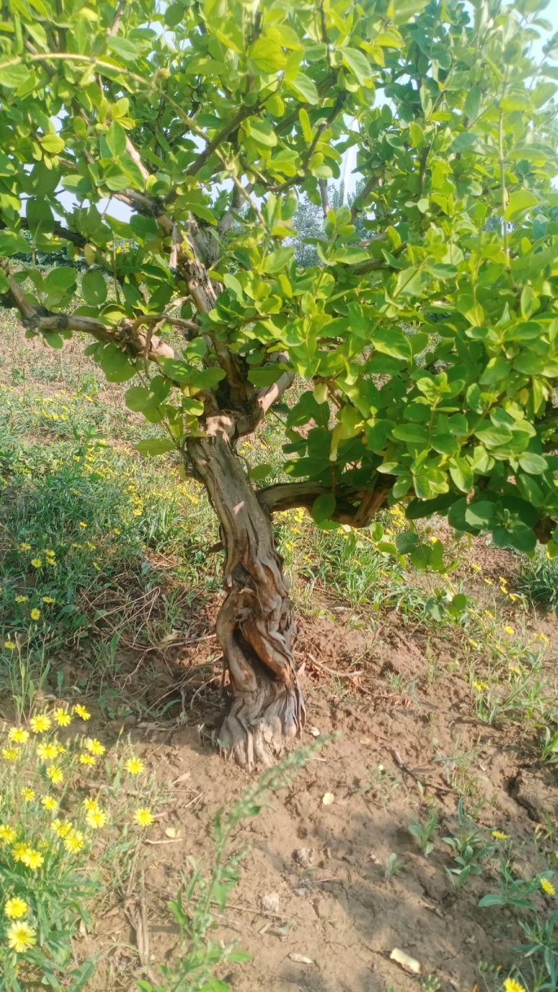藤本植物