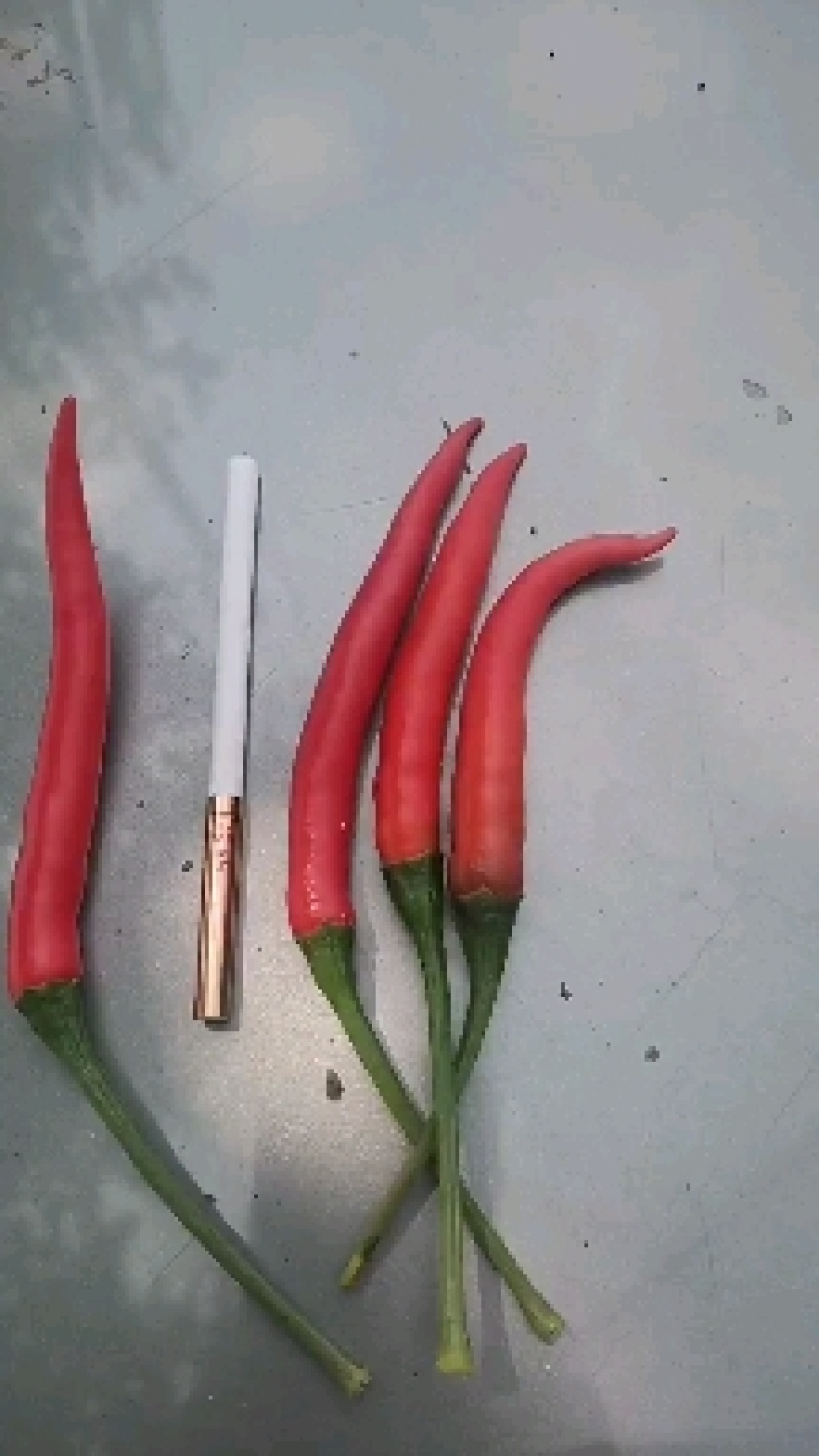 小米辣