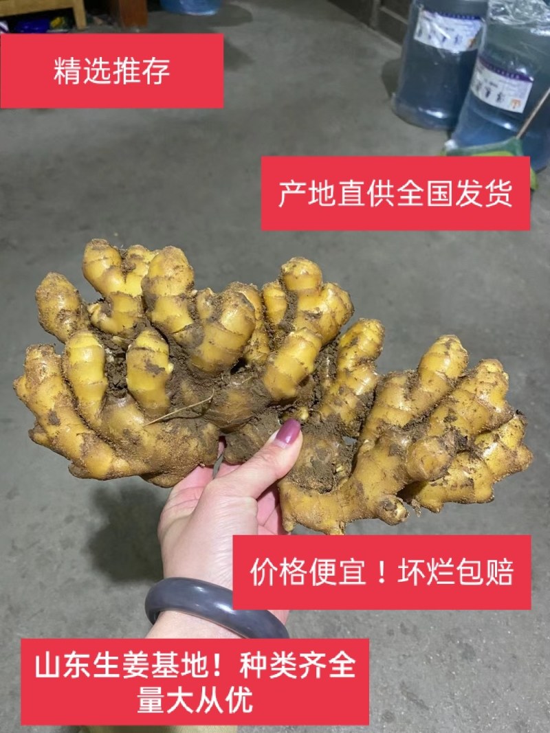 【拼实力】，精品黄姜产地一手货源货源充足！质量始终如一！
