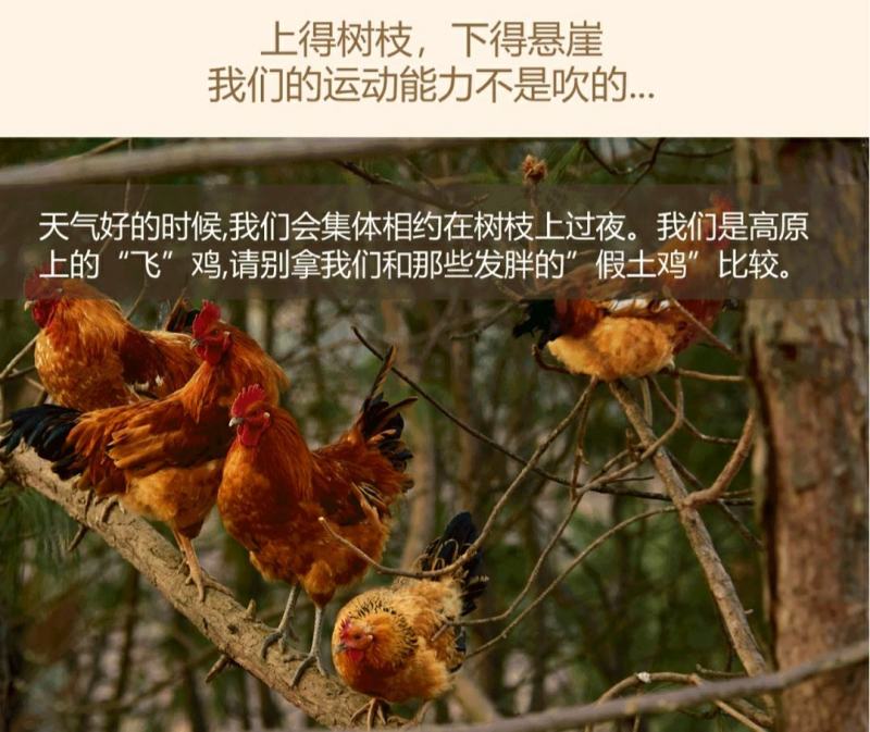 多彩贵州毕节纳雍特色滚山鸡原种土鸡3kg