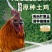 多彩贵州毕节纳雍特色滚山鸡原种土鸡3kg
