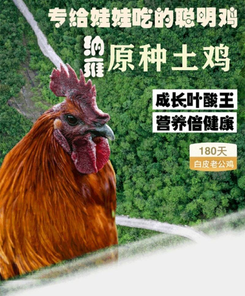 多彩贵州毕节纳雍特色滚山鸡原种土鸡3kg