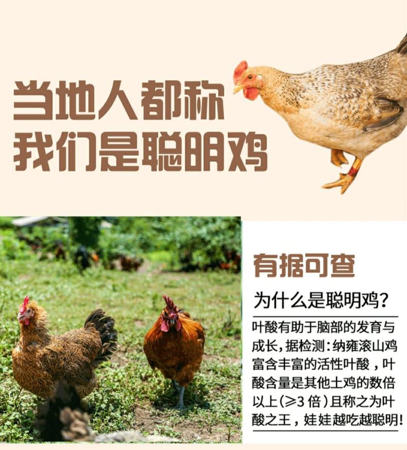 多彩贵州毕节纳雍特色滚山鸡原种土鸡3kg