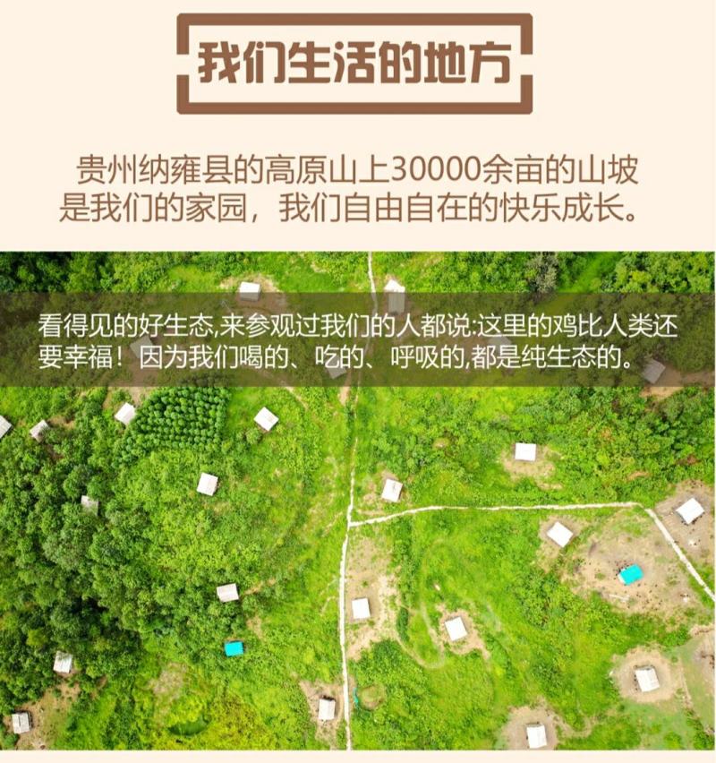 多彩贵州毕节纳雍特色滚山鸡原种土鸡3kg