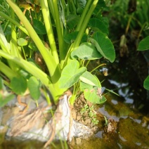 香芋