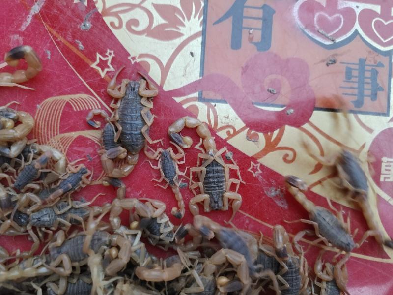 大黑蝎子
