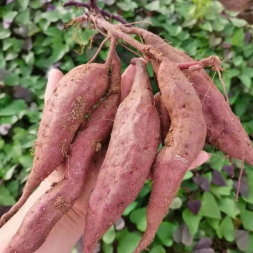 凌紫能卖市场的紫薯，规模种植、可按规格做货直供