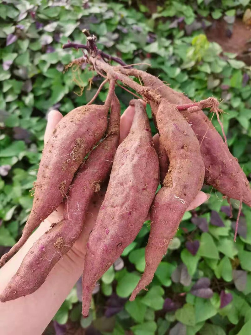 凌紫能卖市场的紫薯，规模种植、可按规格做货直供