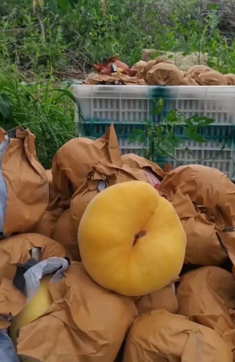 黄金蟠桃中蟠十一黄金蟠桃大量上市了货源充足