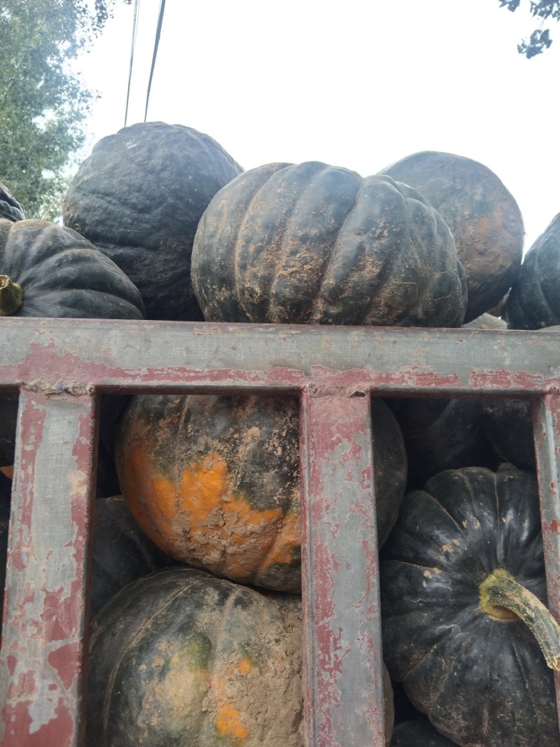 蜜冠南瓜，又名日本南瓜黑皮南瓜产地直供全国发货