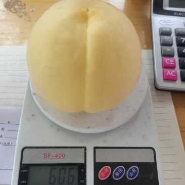 绿化九马上大量上市