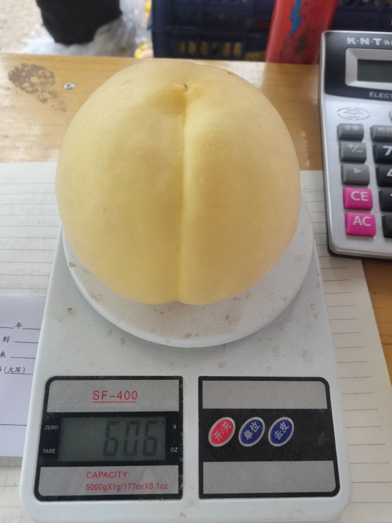 绿化九马上大量上市