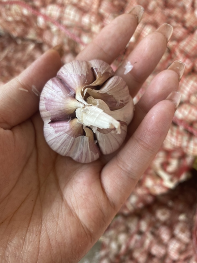 红根蒜苗种子专用产量高，蒜苗直，亩产可达万斤