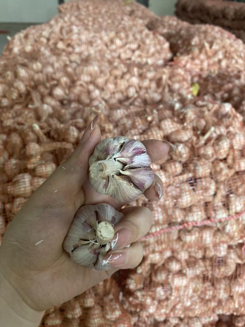 红根蒜苗种子专用产量高，蒜苗直，亩产可达万斤