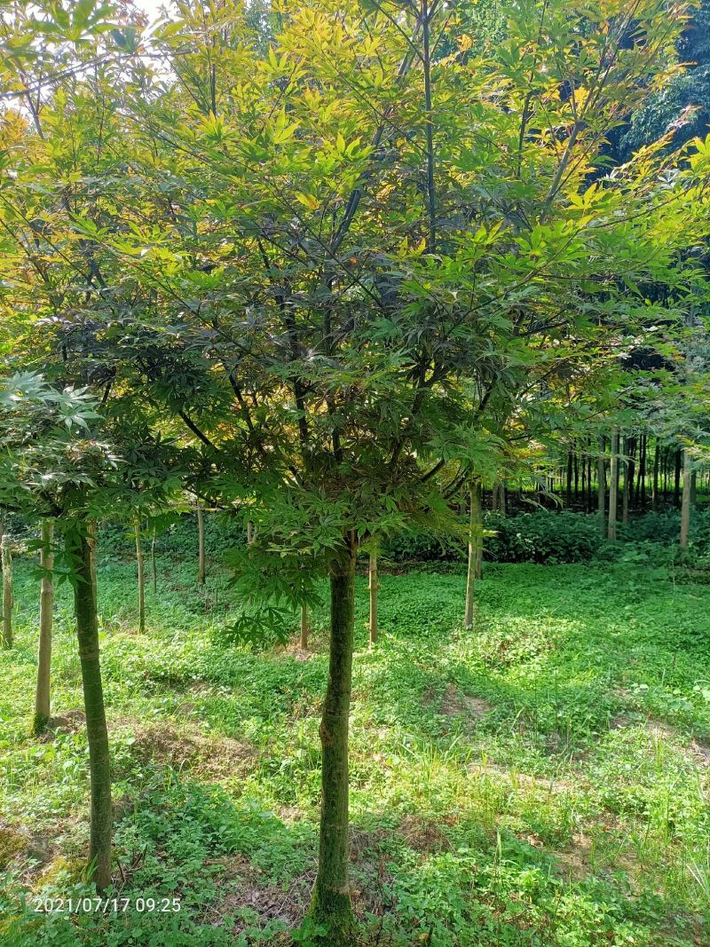 枫树三季枫日本红枫羽毛枫中枫