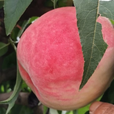 日本大红鲜桃，个大味道好