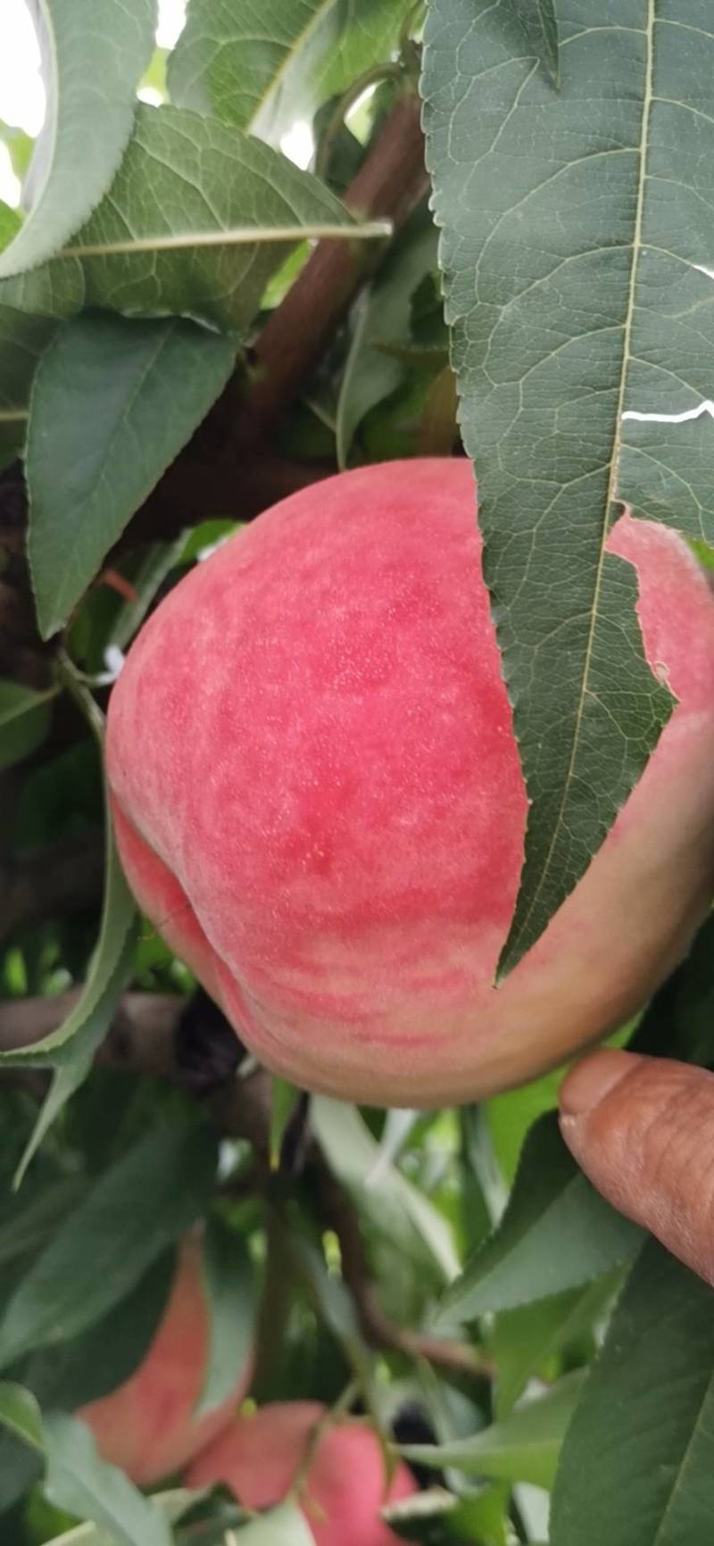 日本大红鲜桃，个大味道好