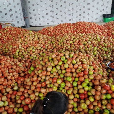 硬果红番茄
