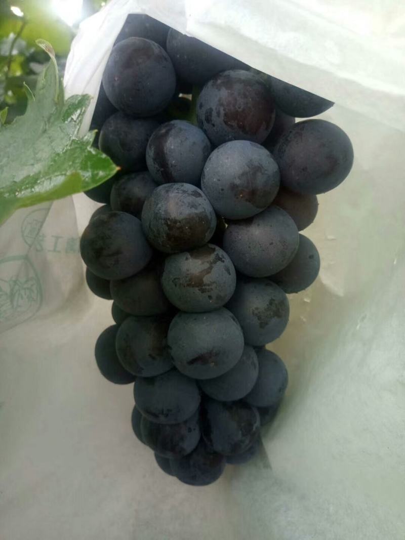 精品沪太葡萄大量上市，串行好，口感超甜