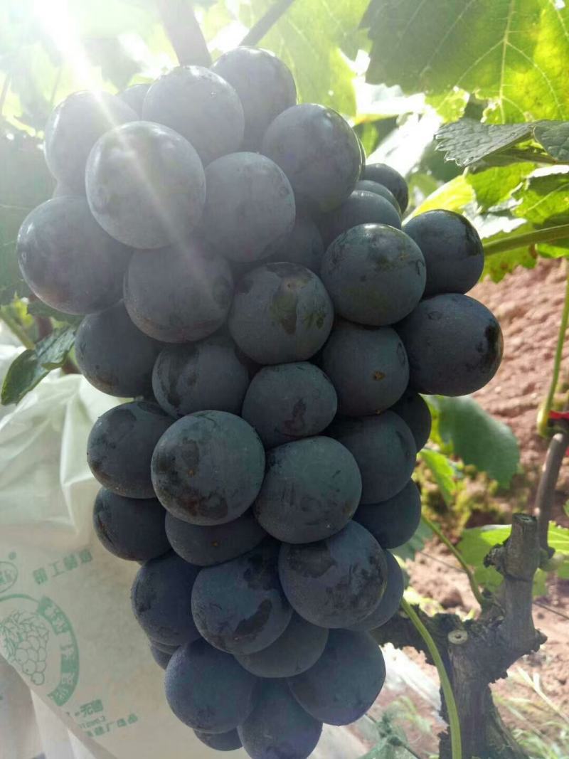 精品沪太葡萄大量上市，串行好，口感超甜