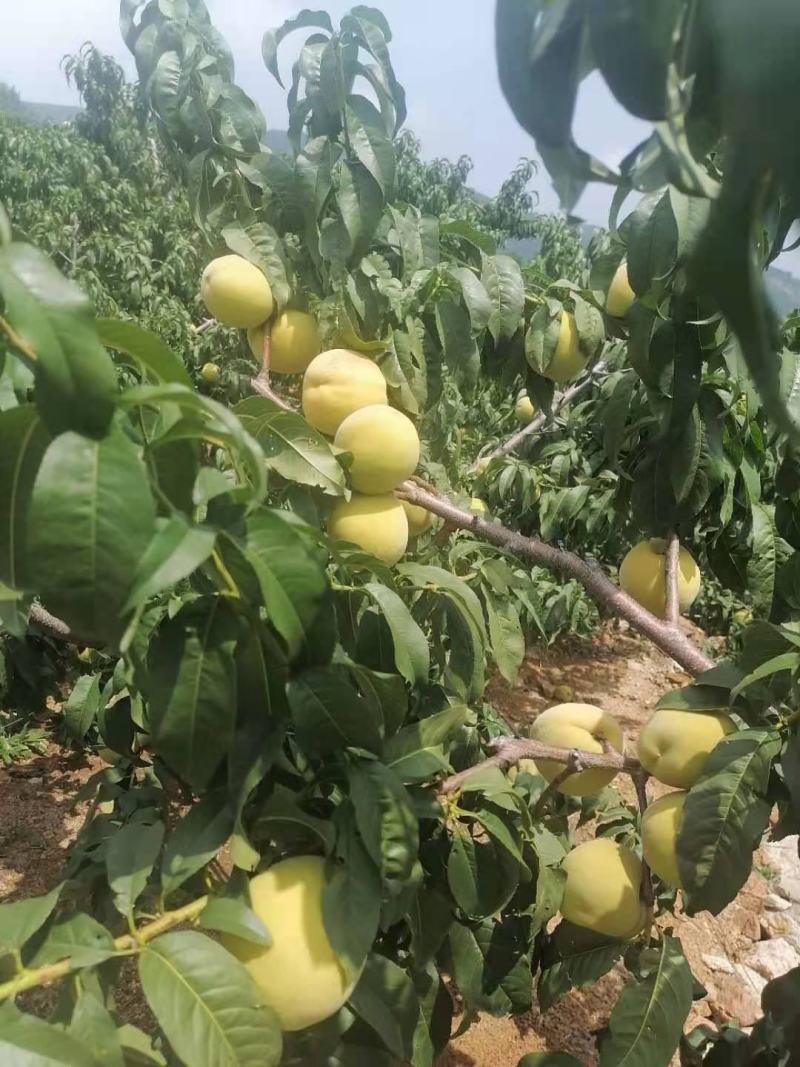 精选黄桃沂水县特产产地价格便宜全国发货保证质量