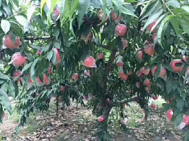 纸加膜阿福白桃80起步不封顶，价位一斤是1.2大色