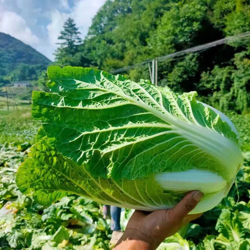 湖北大白菜青杂3号黄心矮颗，产地直供，可在线看好货
