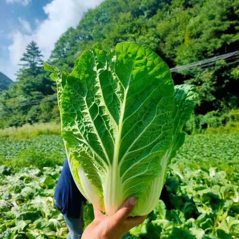湖北大白菜青杂3号黄心矮颗，产地直供，可在线看好货