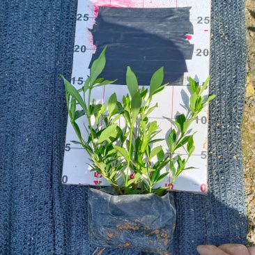 小叶桅子花基地直销量大价优自产自销一手货源