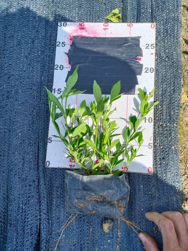 小叶桅子花基地直销量大价优自产自销一手货源