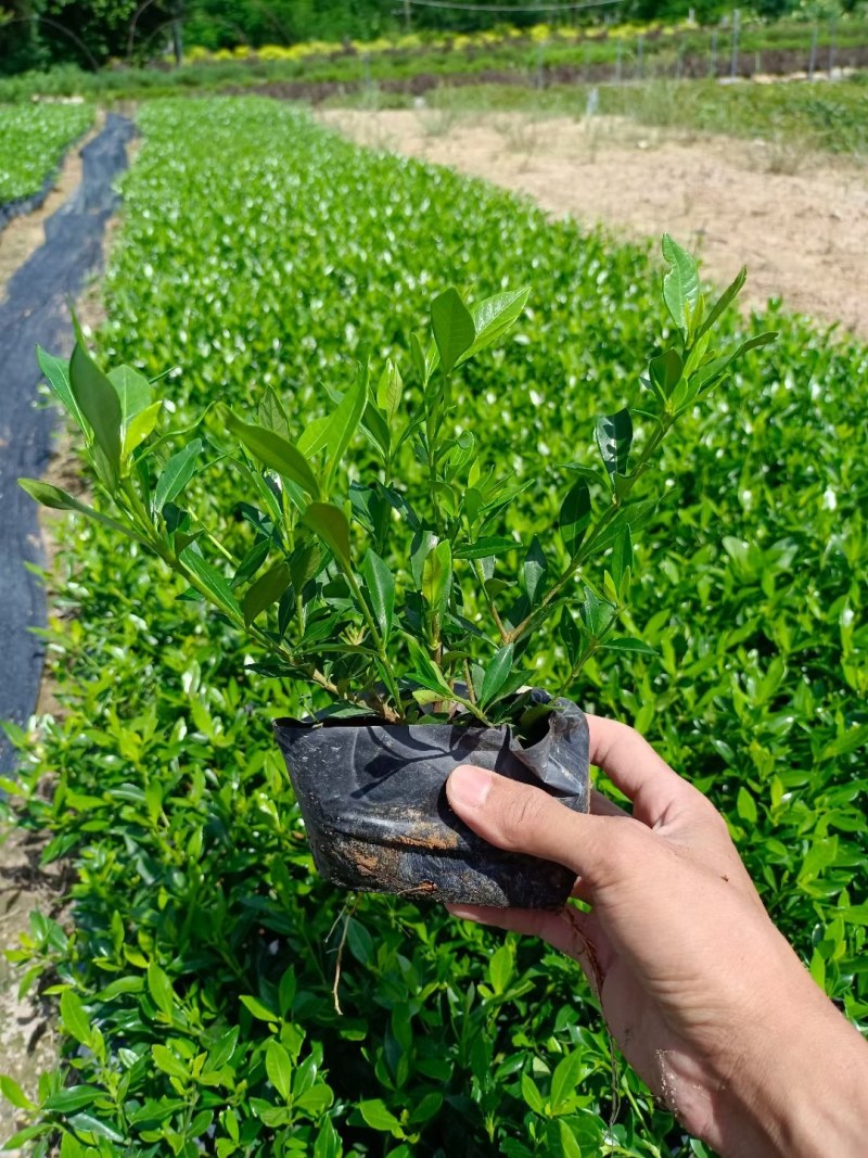 小叶桅子花基地直销量大价优自产自销一手货源