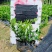 小叶桅子花基地直销量大价优自产自销一手货源