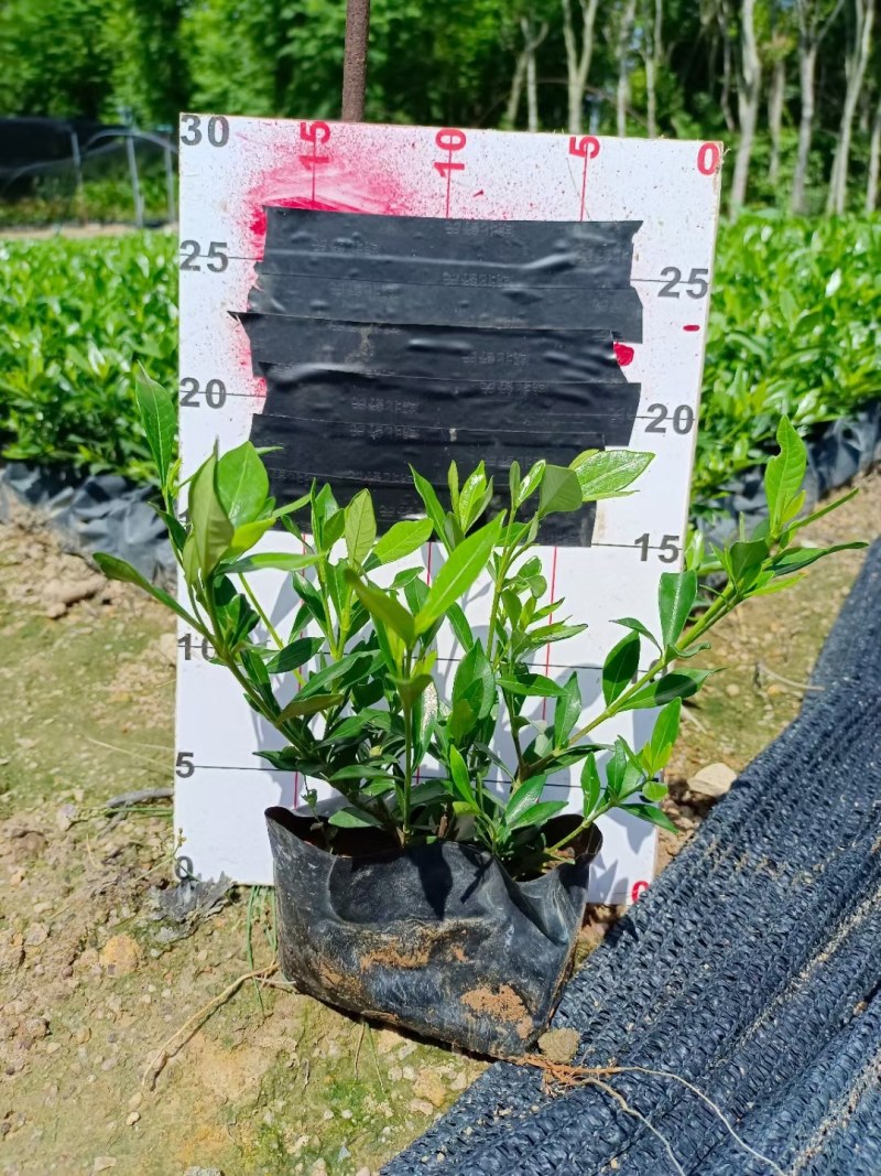小叶桅子花基地直销量大价优自产自销一手货源