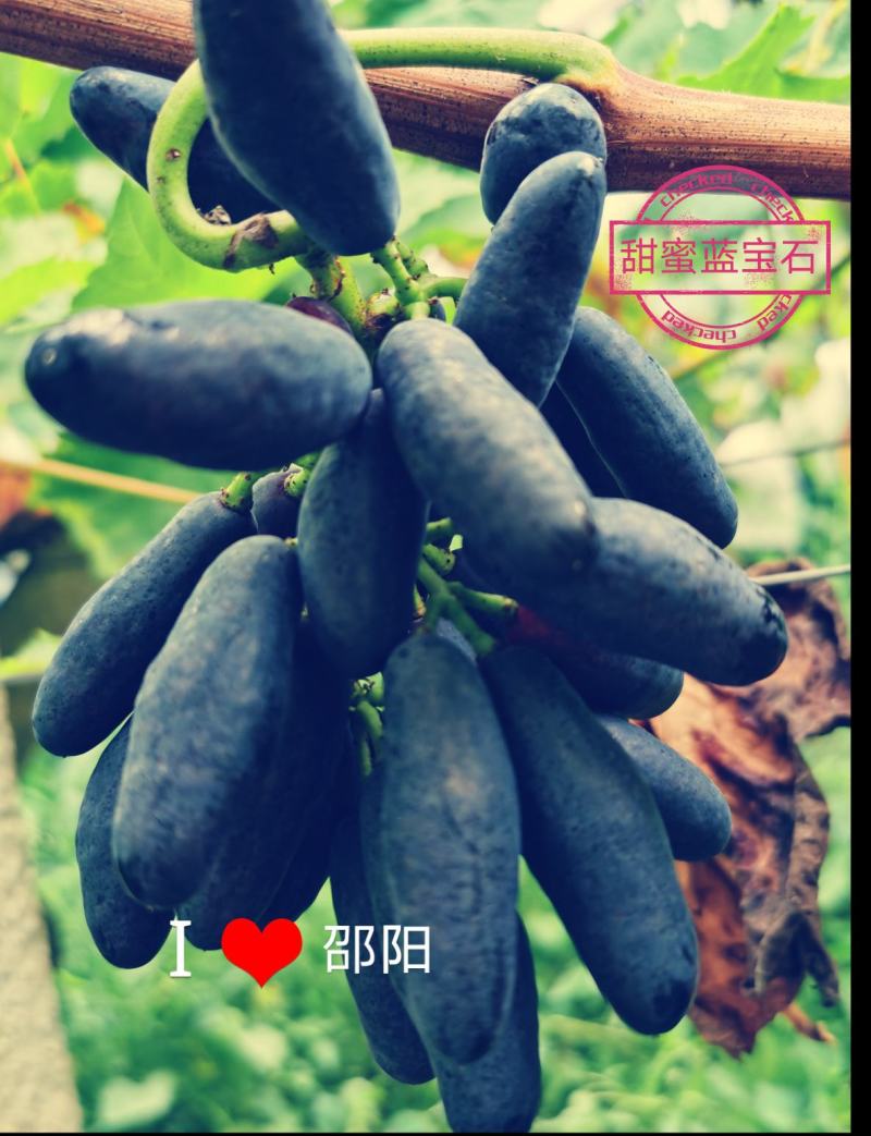 葡萄熟了