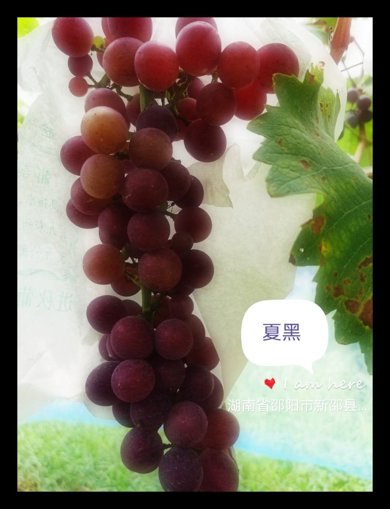 葡萄熟了