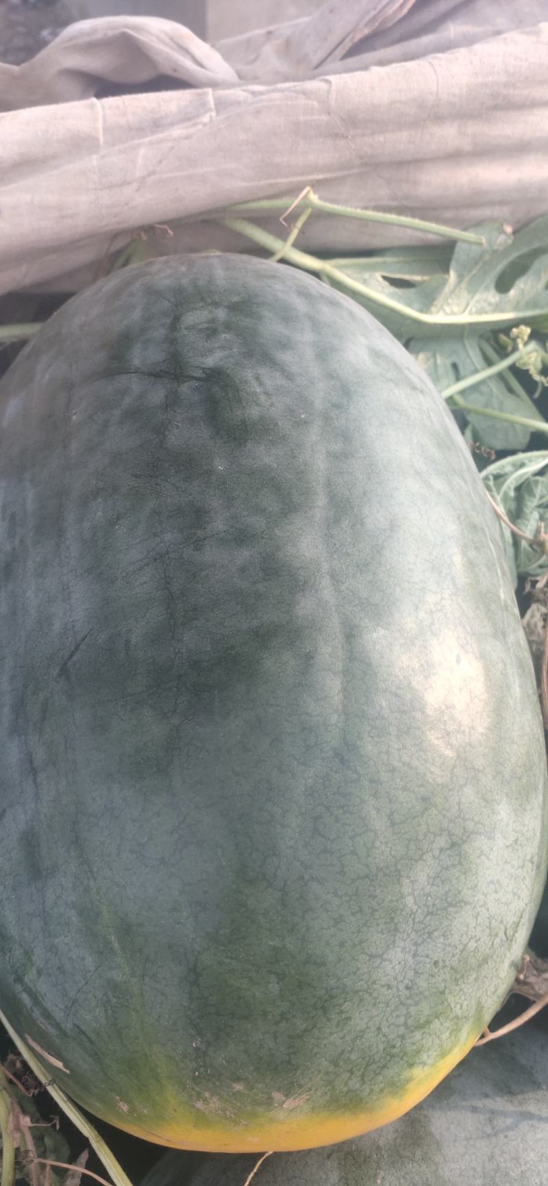 黑西瓜大量上，欢迎前来选购