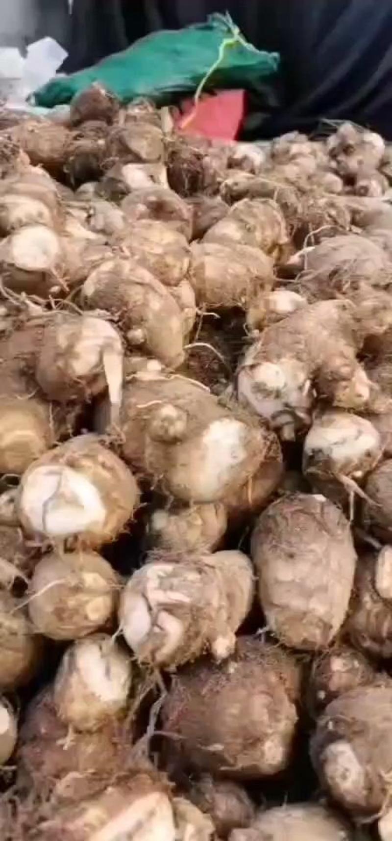 沙土地毛芋头产地大量上市，现挖现发，保证新鲜全国发货