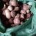 沙土地毛芋头产地大量上市，现挖现发，保证新鲜全国发货
