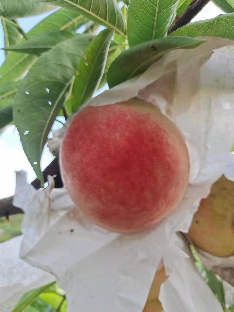 桃