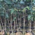 沉香苗、大量供应黄泥杯沉香底苗