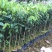 沉香苗、大量供应黄泥杯沉香底苗