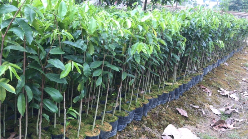 沉香苗、大量供应黄泥杯沉香底苗