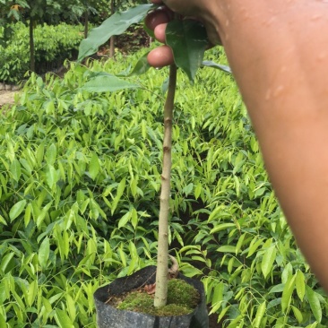 沉香苗、大量供应黄泥杯沉香底苗