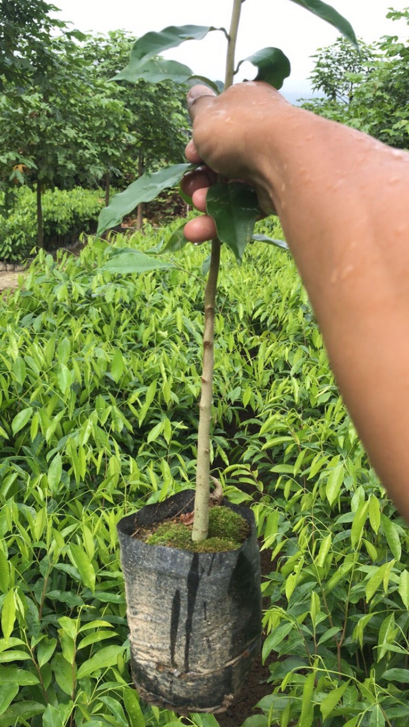 沉香苗、大量供应黄泥杯沉香底苗